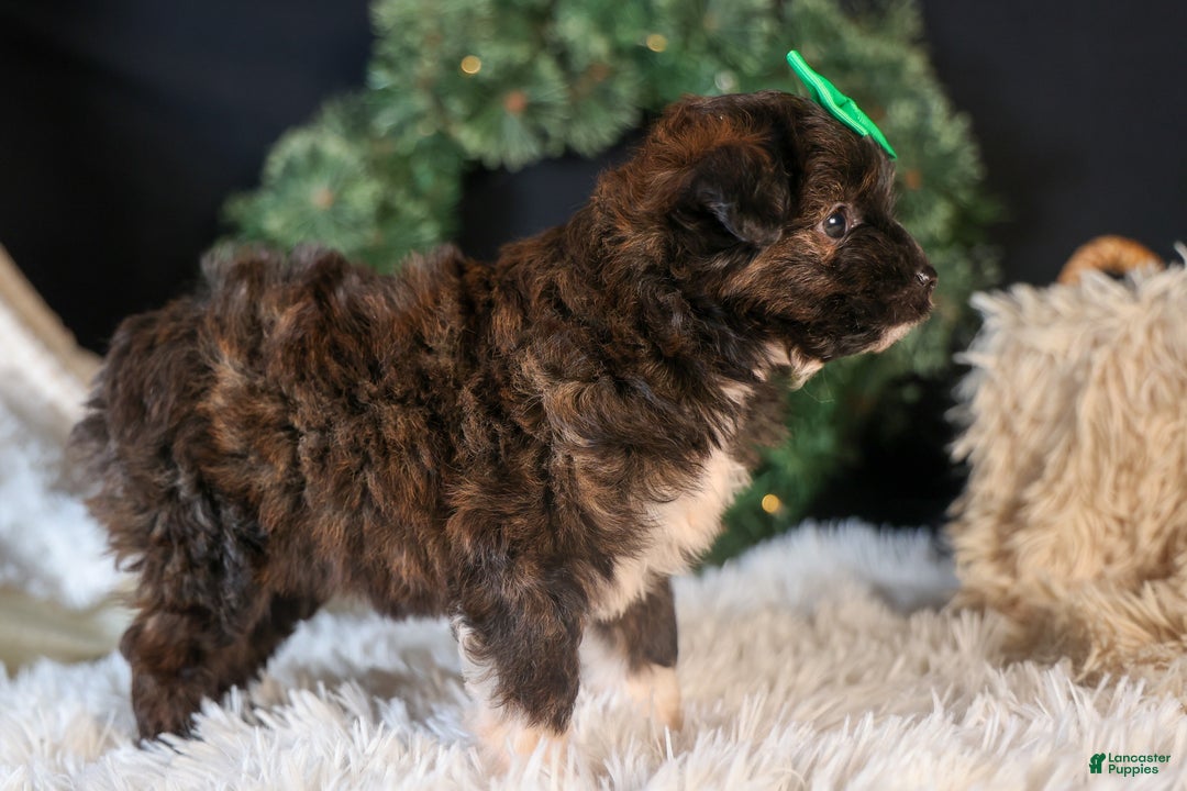 Mini Aussiedoodle dogs for sale: Gary - Ad 3