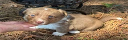 Mixed Breed dogs for sale: Orange collar boy - Ad 21