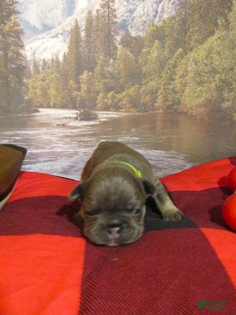 Oakley (Frenchton, Male) in Cambridge, OH