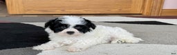 Havanese dogs for sale: Nathan - Ad 4