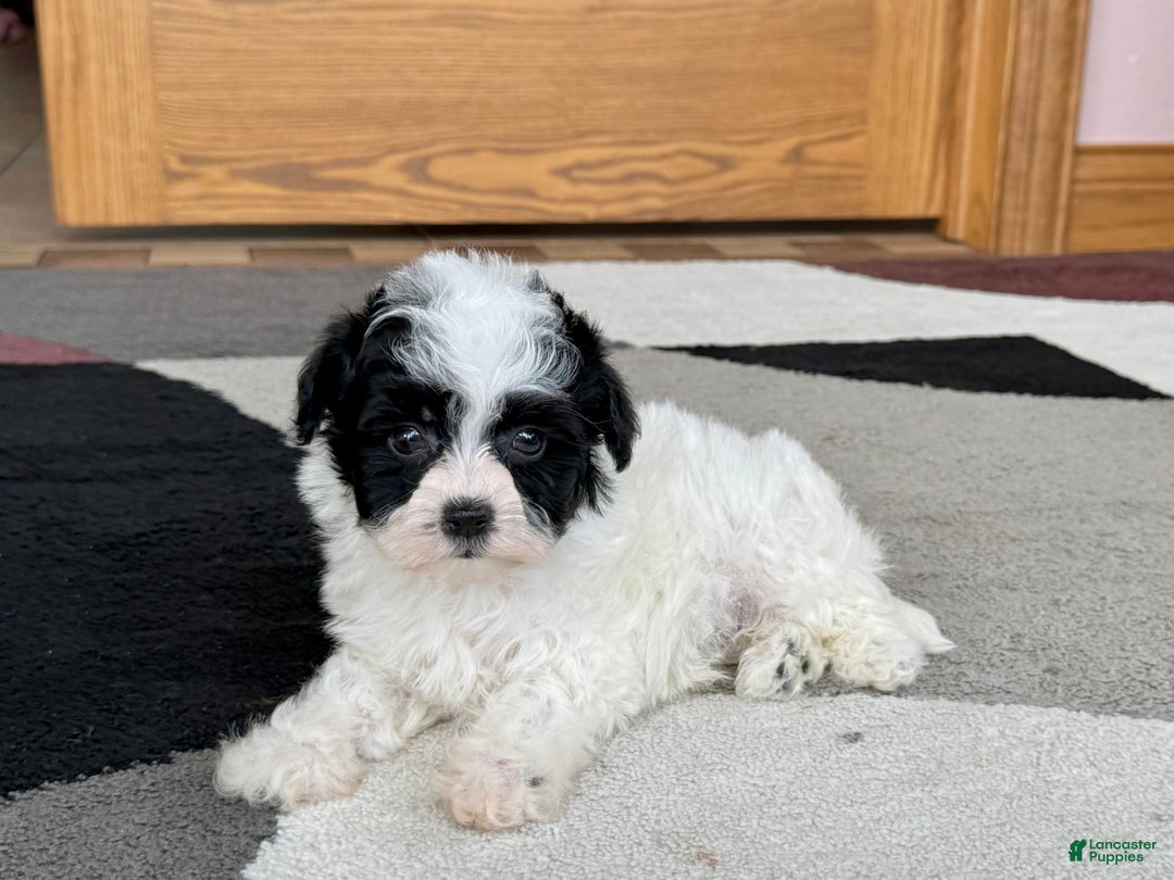 Havanese dogs for sale: Nathan - Ad 4
