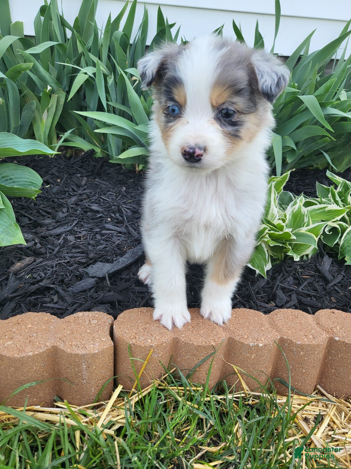 Australian Shepherd dogs Australian Shepherd Puppy 1 - Ad 34