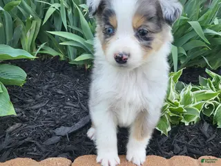 Australian Shepherd dogs Australian Shepherd Puppy 1 - Ad 41