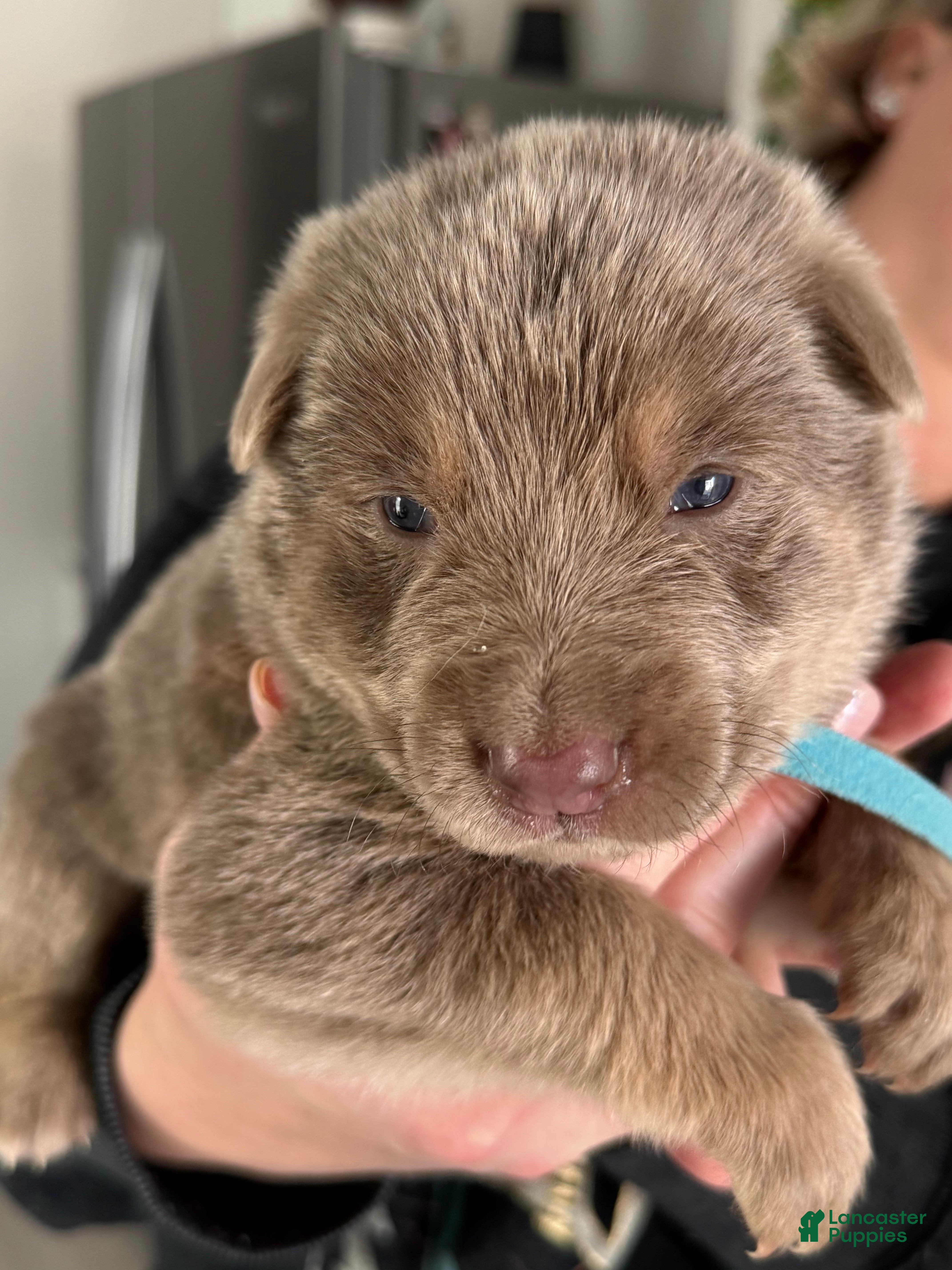 German Shepherd dogs German Shepherd Puppy 3 - Ad 41