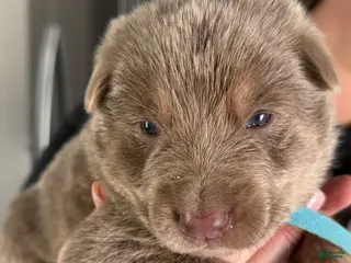 German Shepherd dogs German Shepherd Puppy 3 - Ad 41