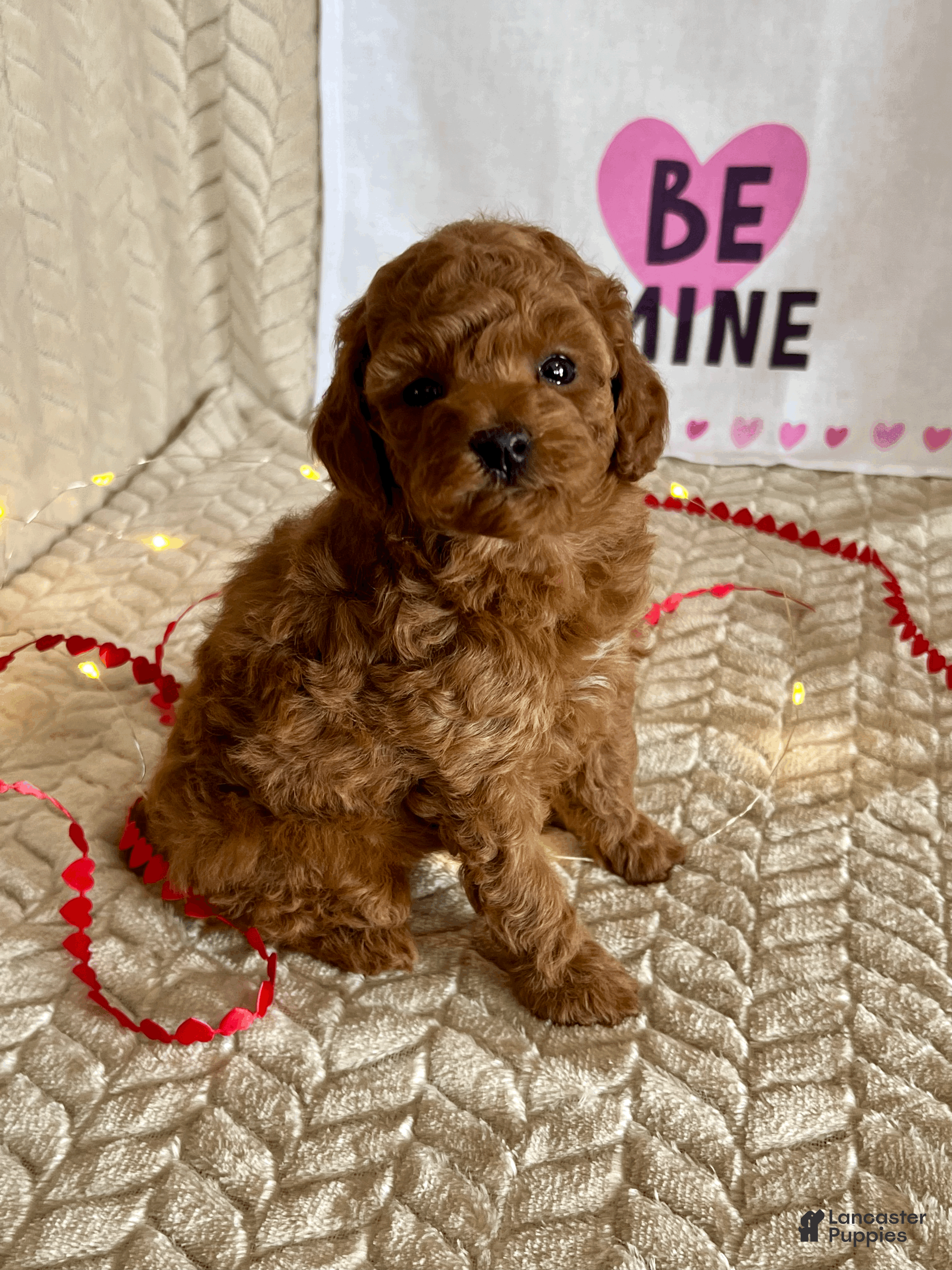 Miniature Poodle dogs Cody - Ad 35