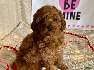 Miniature Poodle dogs Cody - Ad 35
