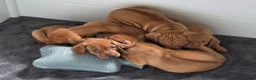 Rhodesian Ridgeback dogs for sale: Jahzara - Ad 11