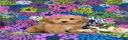 Bichpoo dogs for sale: Roxanna 9 lbs Full Grown - Ad 3
