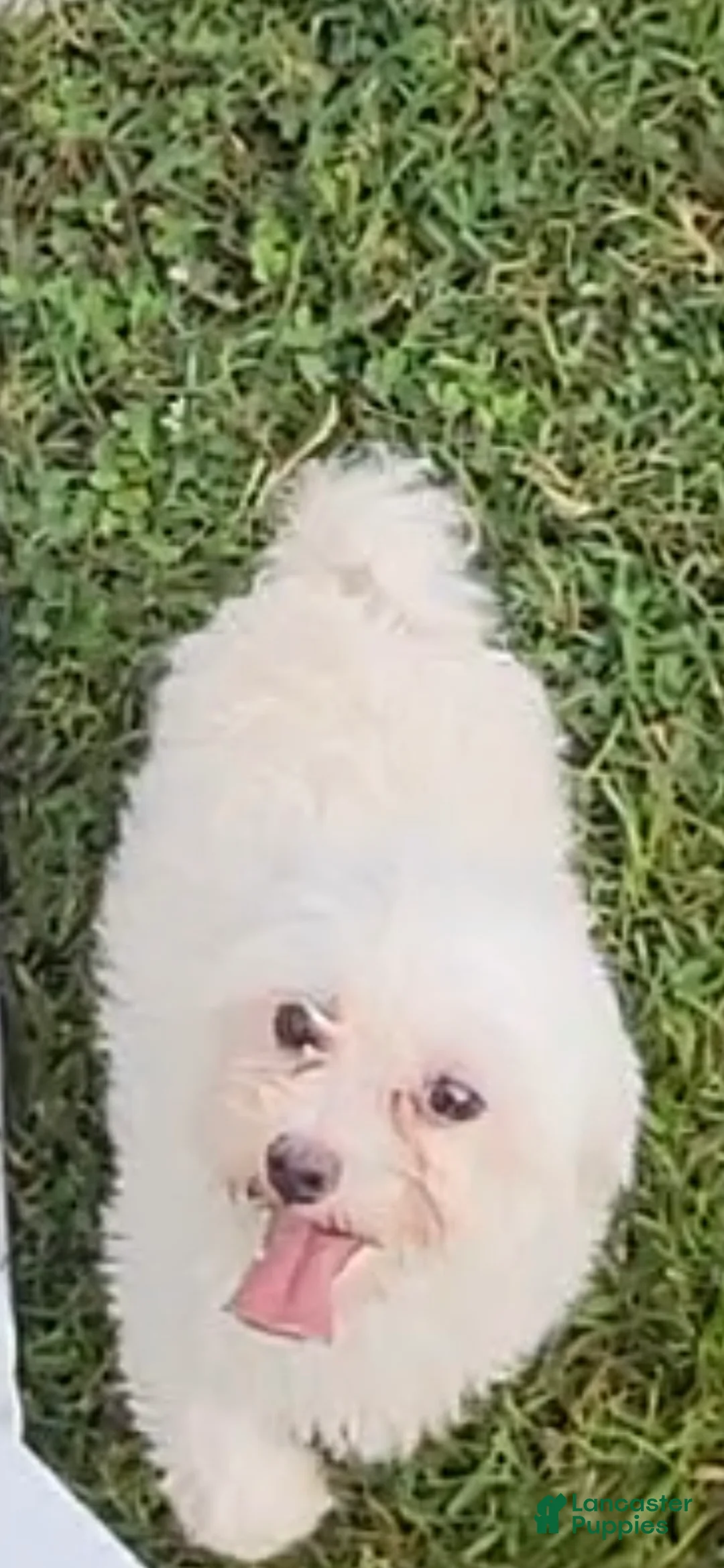 Maltese dogs for sale: Maltese Puppy 2  - Ad 4