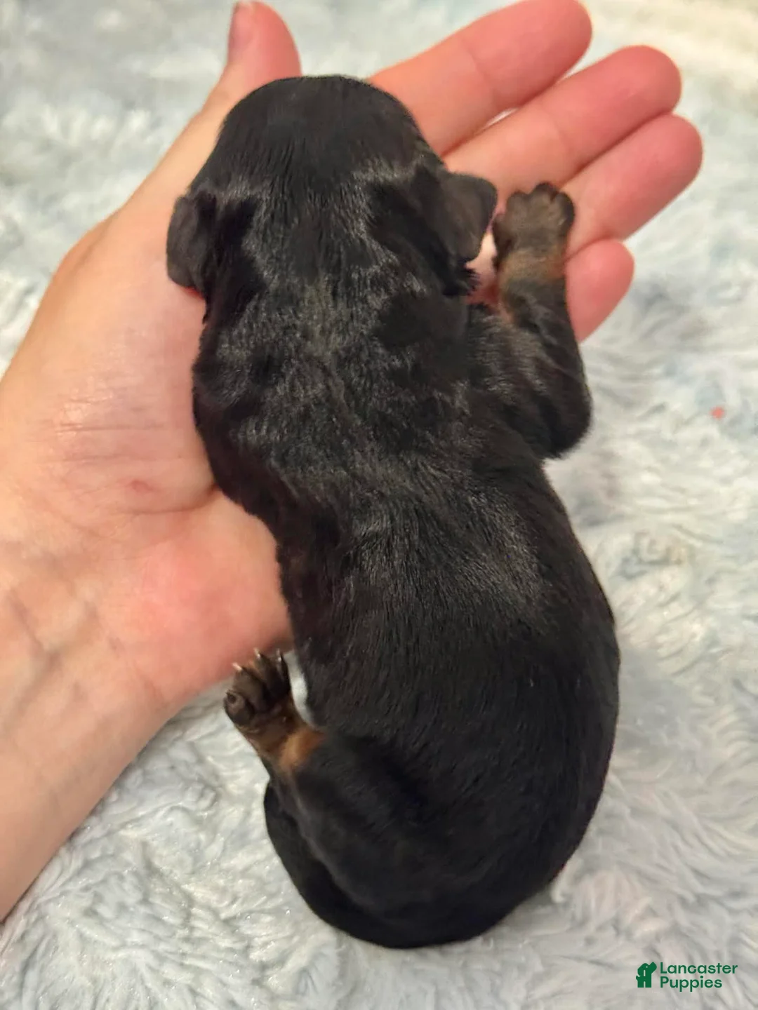 Cavapoo dogs for sale: Beau - Ad 4