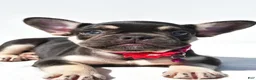 French Bulldog dogs for sale: Noelle - Ad 3