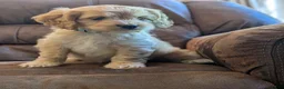 Cockapoo dogs for sale: Archie - Ad 6