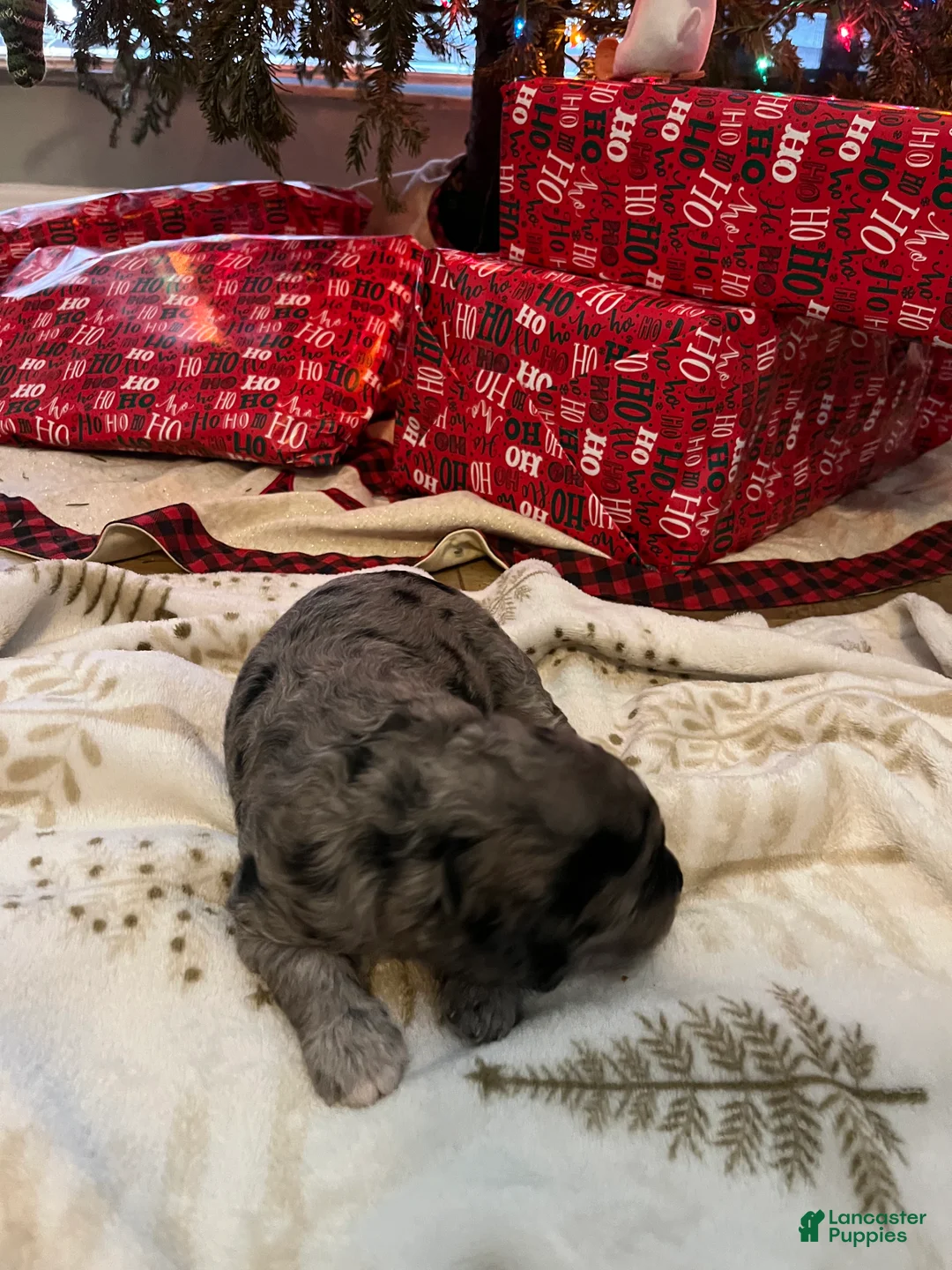 Goldendoodle dogs for sale: Phil  - Ad 8