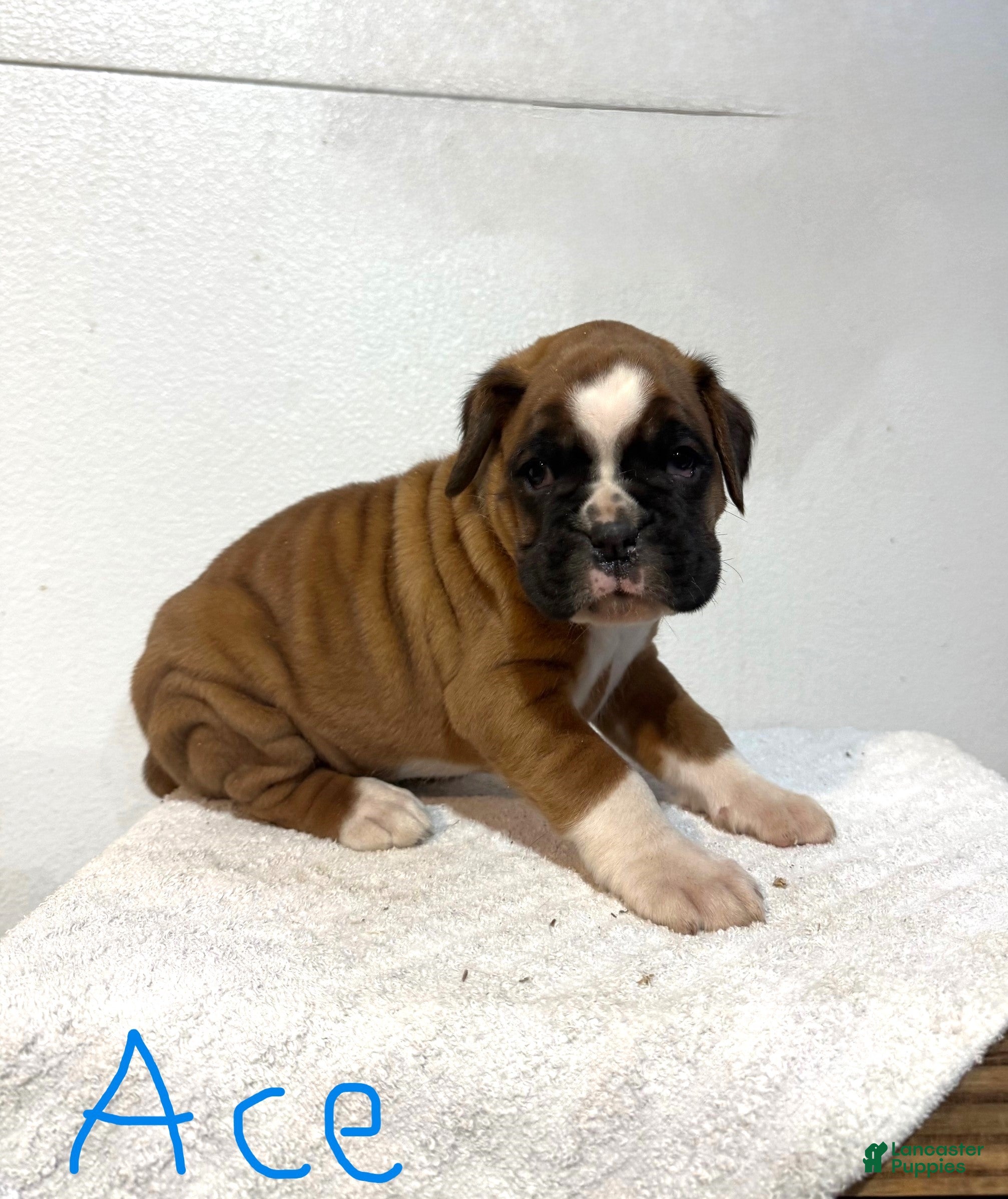 Boxer dogs Ace - Ad 7