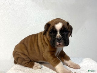 Boxer dogs Ace - Ad 28