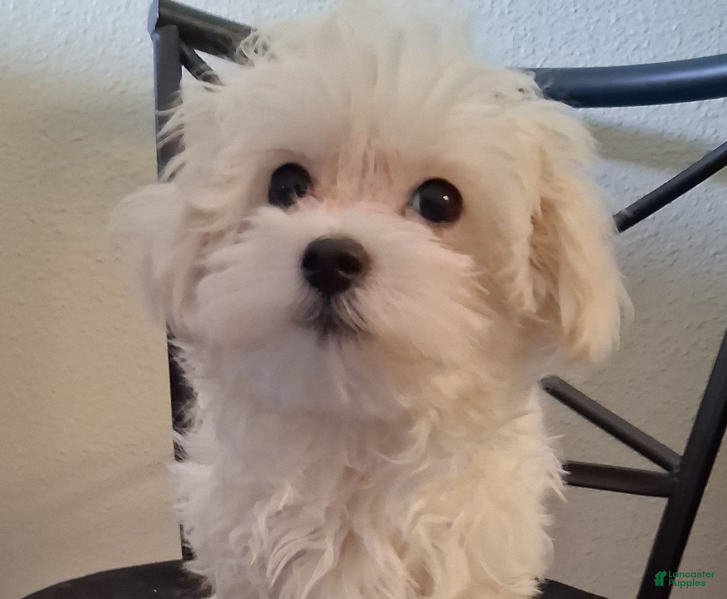 Maltipoo dogs Simon - Ad 1