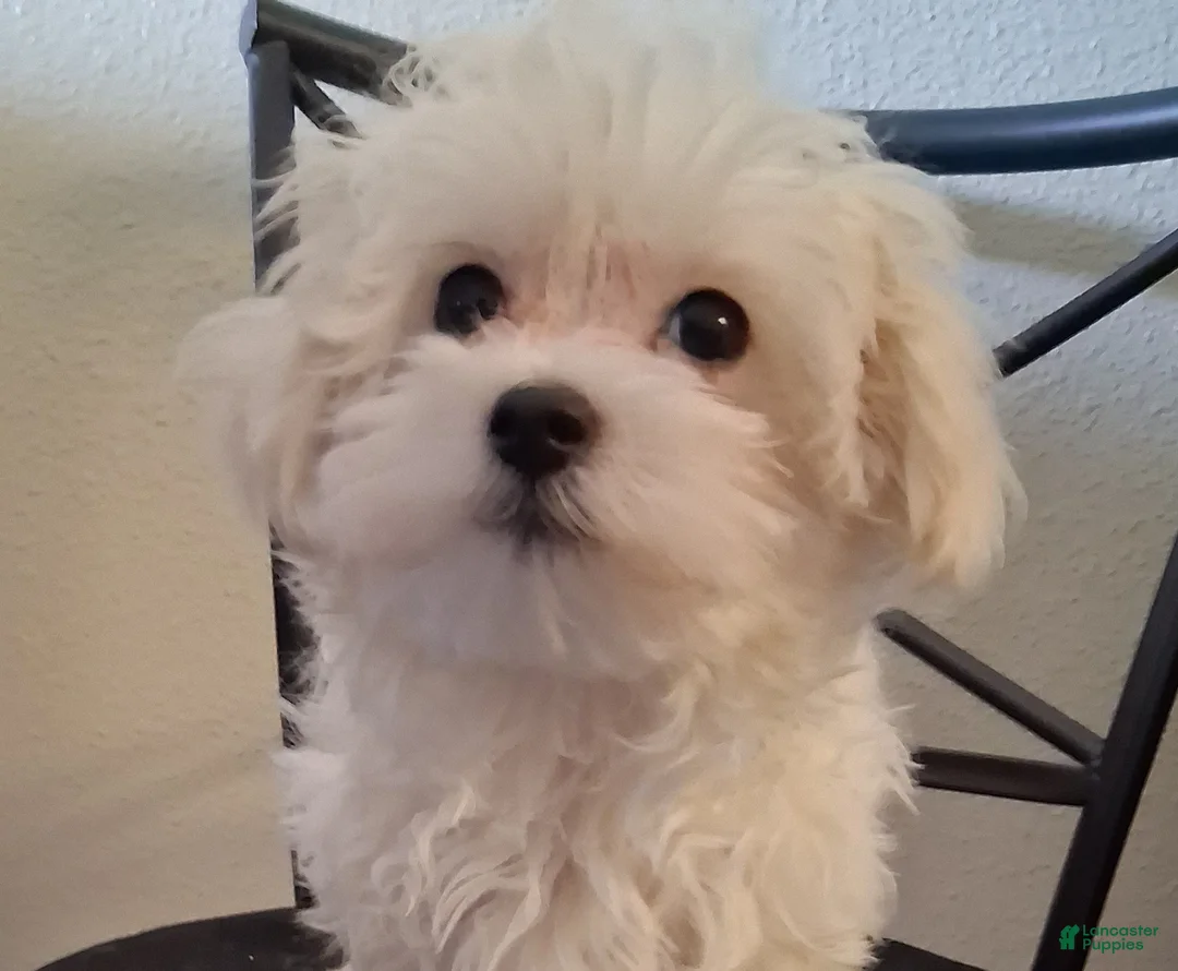 Maltipoo dogs for sale: Simon - Ad 1