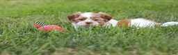 Shih Tzu dogs for sale: Goldie - Ad 12