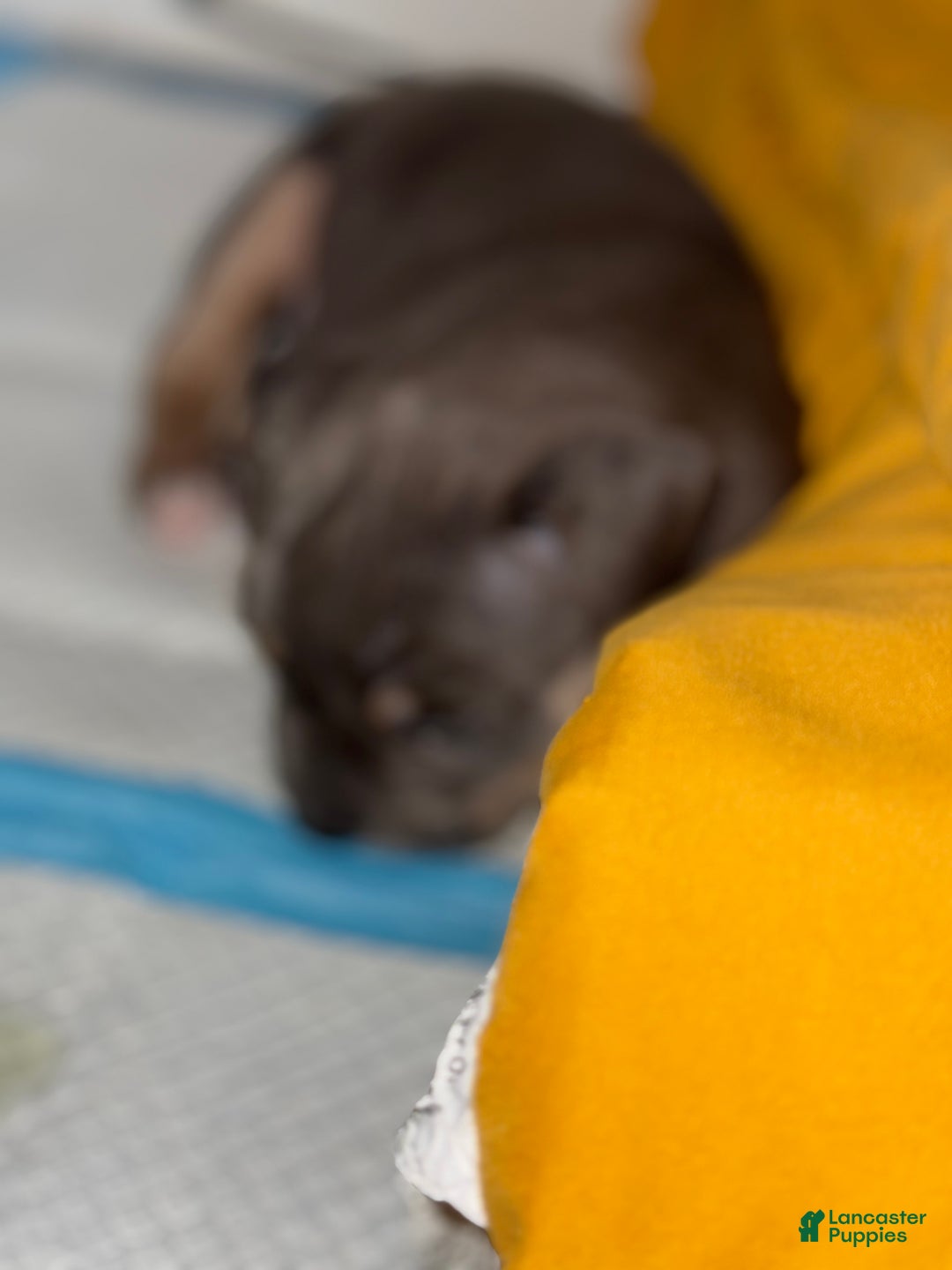 American Bully dogs for sale: Fonzo  - Ad 1