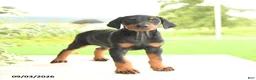 Doberman Pinscher dogs for sale: Zinnia - Ad 3