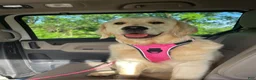 Golden Retriever dogs for sale: Golden Retriever Puppy 1 - Ad 19