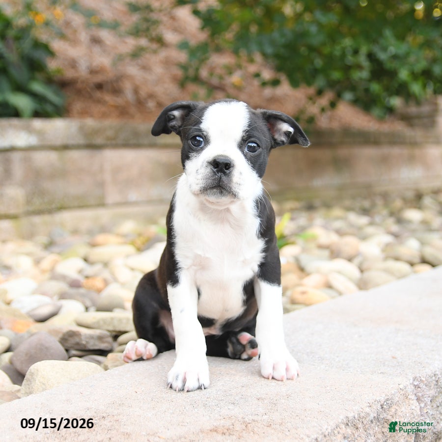 Boston Terrier dogs Mickey - Ad 2