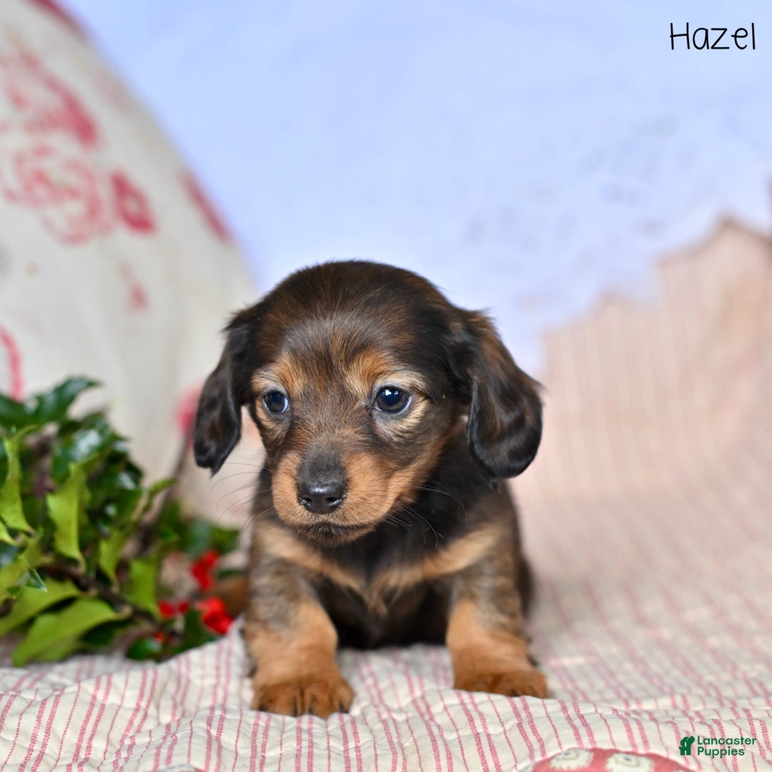 Miniature Dachshund dogs for sale: Hazel - Ad 3