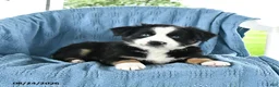 Miniature Australian Shepherd dogs for sale: Blue Eyes - Ad 4