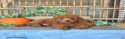Mini Goldendoodle dogs for sale: Abby - Ad 4