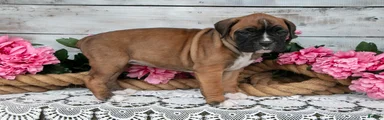 Dixie