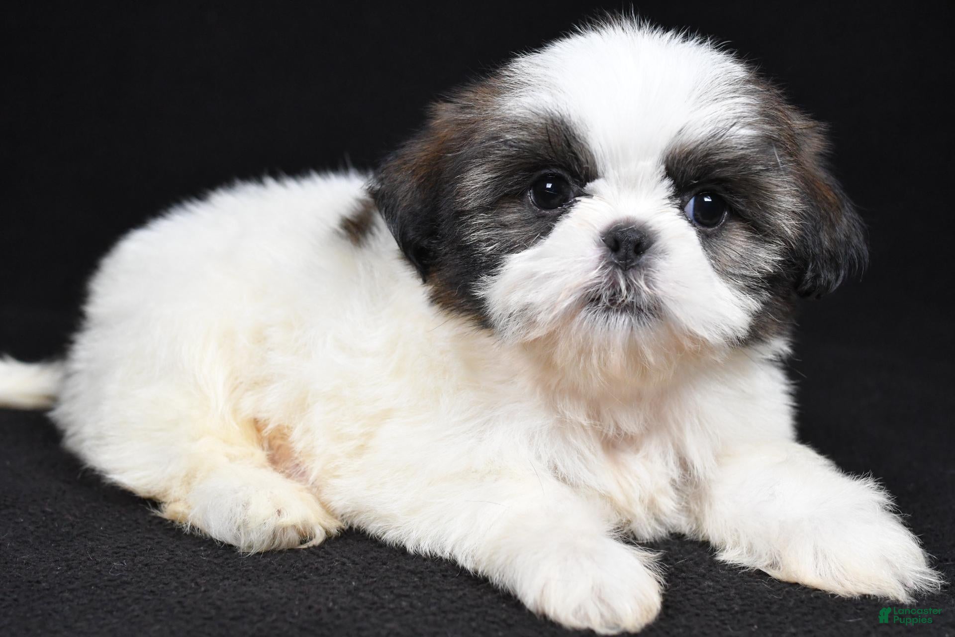 Shih Tzu dogs Gwen - Ad 1