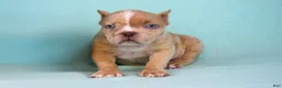 American Bully dogs for sale: Lilac Merle Female - Ad 2