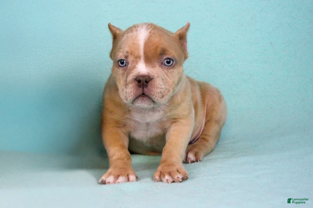 American Bully dogs for sale: Lilac Merle Female - Ad 2