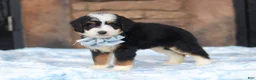 Mini Bernedoodle dogs for sale: Max - Ad 4