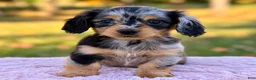 Miniature Dachshund dogs for sale: Eclipse - Ad 2