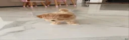 Maltipoo dogs for sale: Danny - Ad 4