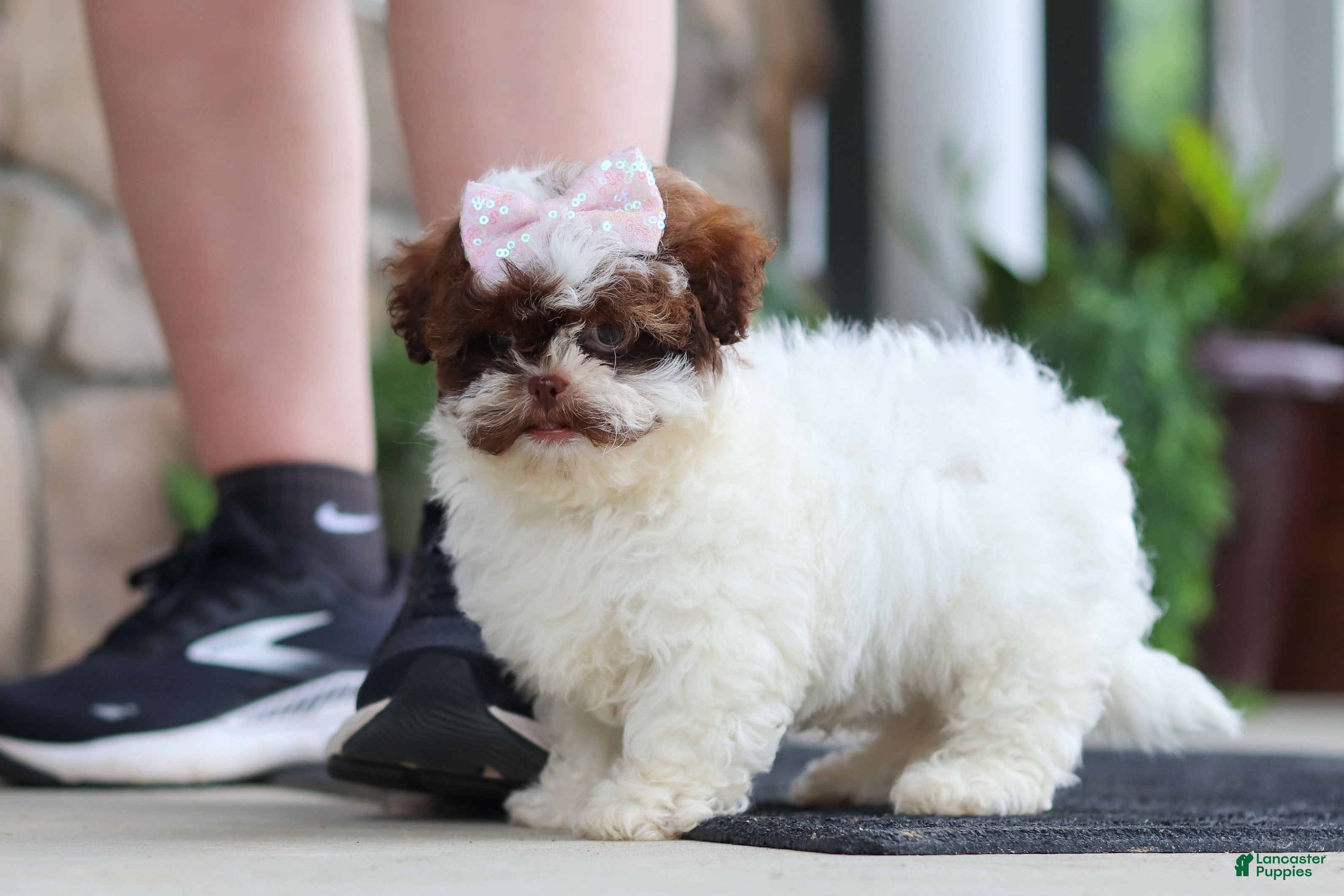 Shihpoo dogs Tabby - Ad 2