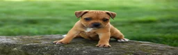 Staffordshire Bull Terrier dogs for sale: Marley 🌸🐾 - Ad 14