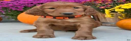 Irish Setter dogs for sale: Sailor - Ad 5