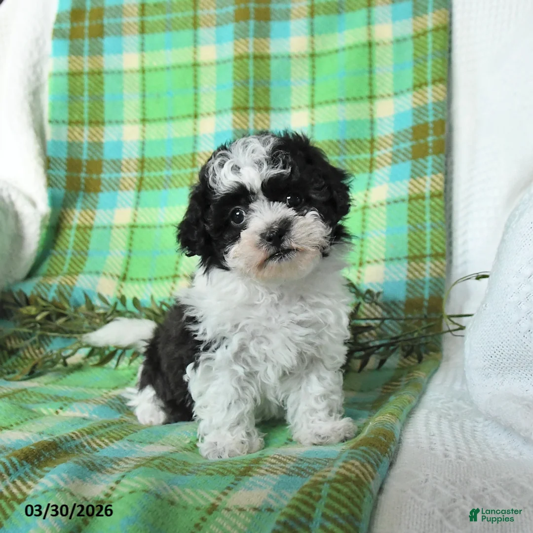 Teddy Bear dogs for sale: Mazie - Ad 1