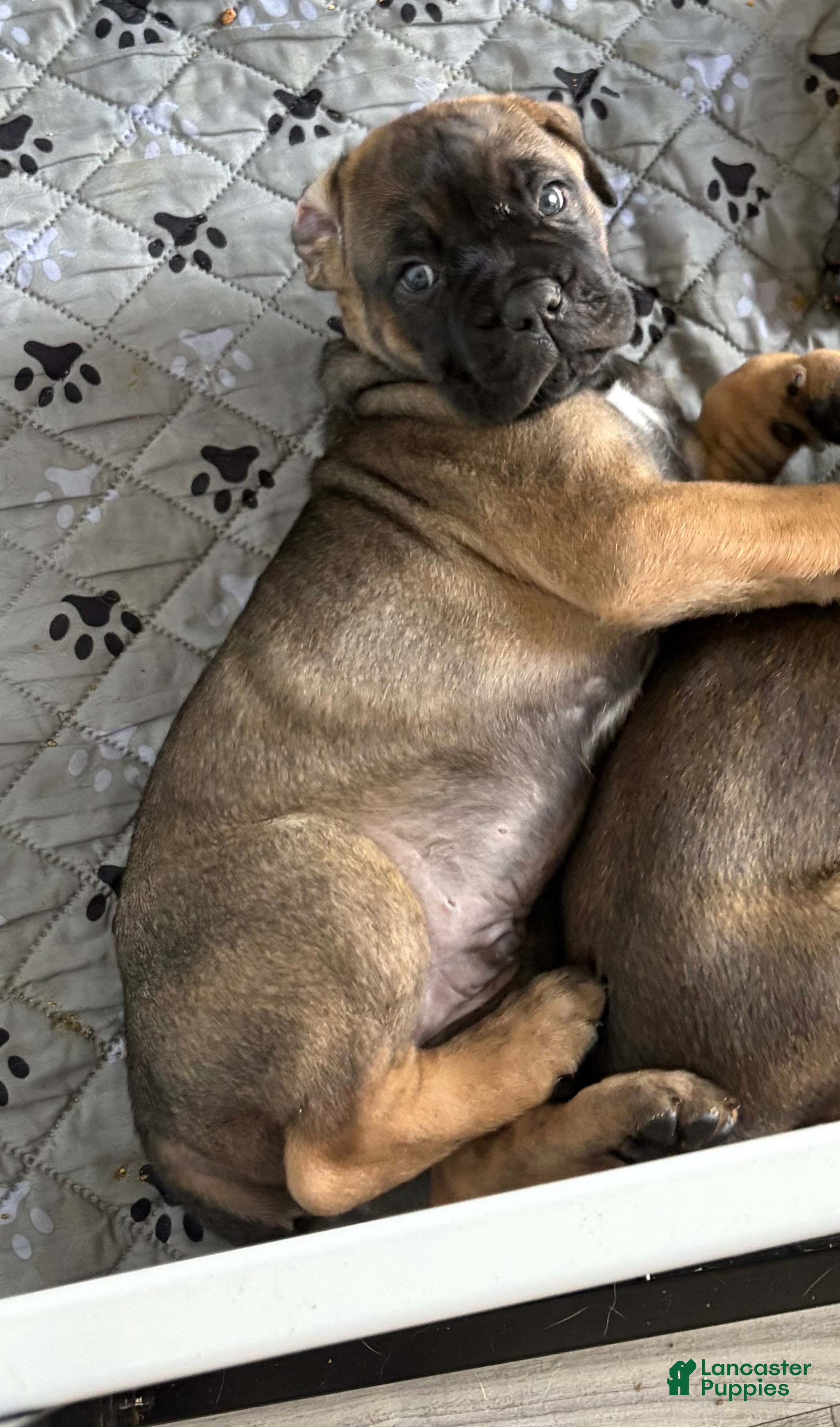 Cane Corso dogs Cane Corso 2 - Ad 1