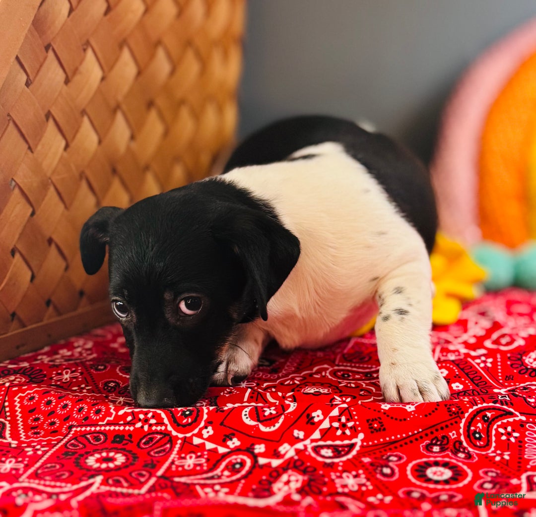 Jack Russell Terrier dogs for sale: Travis  - Ad 2