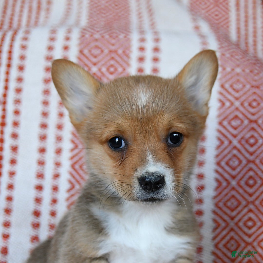 Welsh Corgi Pembroke dogs for sale: Slater - Ad 4