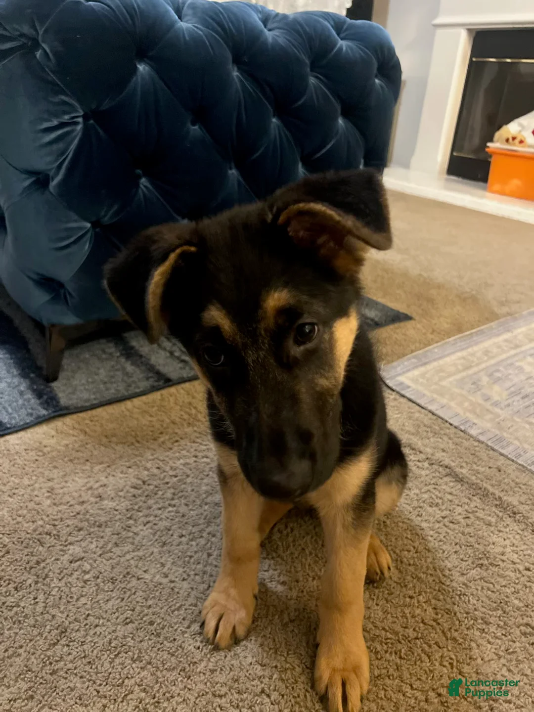 German Shepherd dogs for sale: German Shepherd Puppy 1 - Ad 1