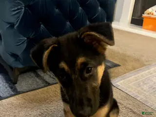 German Shepherd dogs German Shepherd Puppy 1 - Ad 5