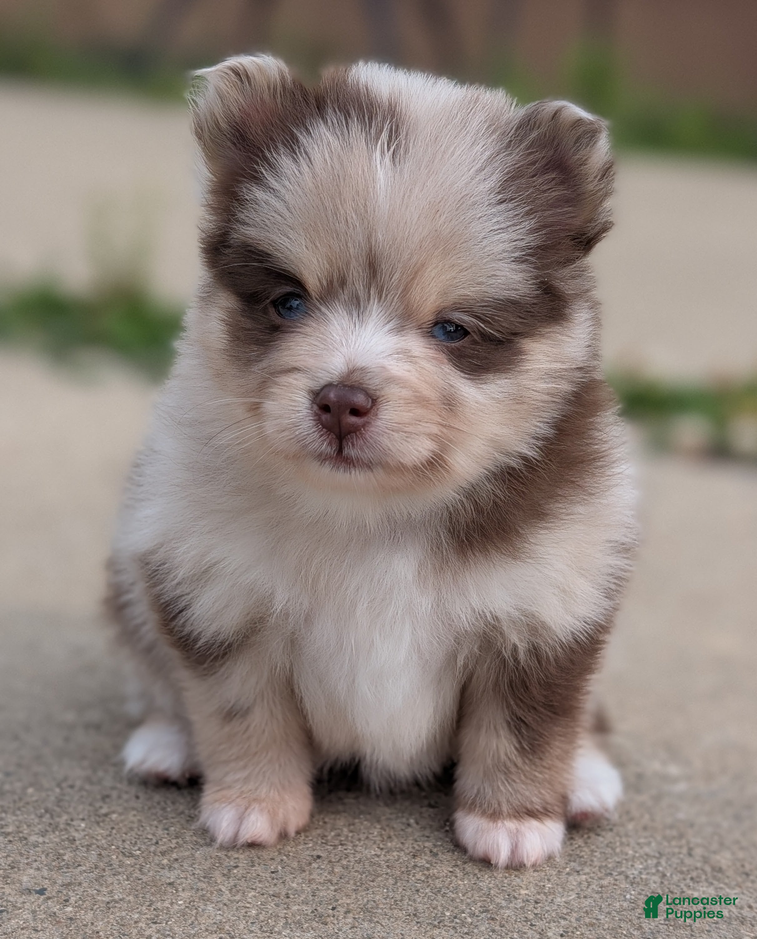 Pomsky dogs Tally  - Ad 32