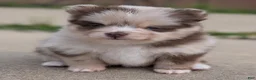 Pomsky dogs for sale: Tally  - Ad 1