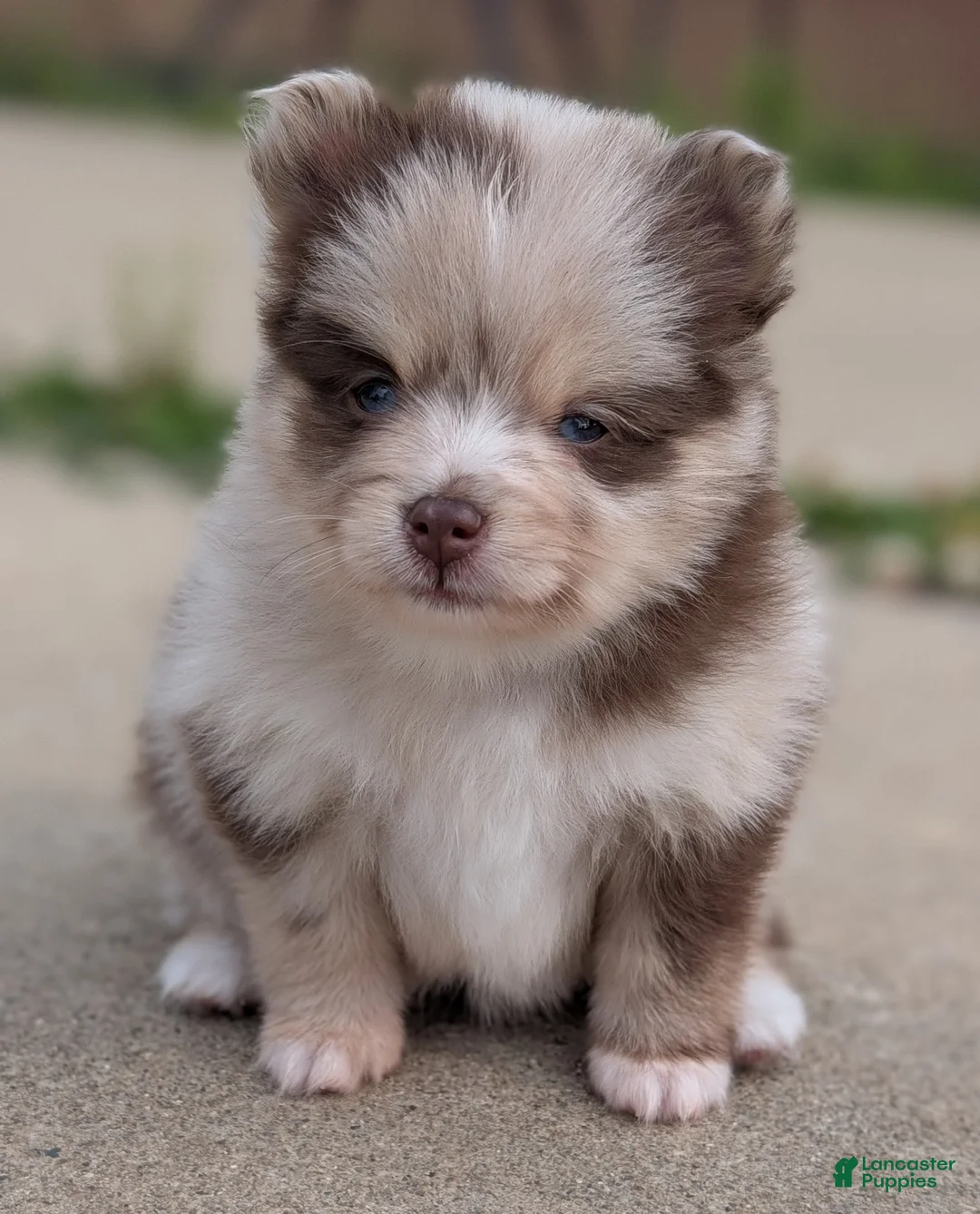 Pomsky dogs for sale: Tally  - Ad 1
