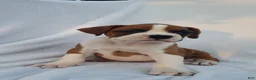 Boxer dogs for sale: Deisel  - Ad 3